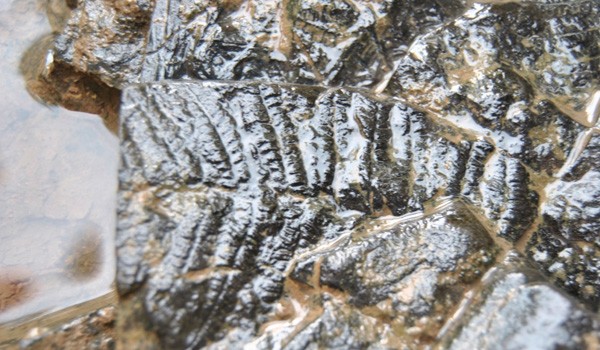 <b>Foto:</b> Fosil Daun yang Usianya Mencapai 300 Juta Tahun