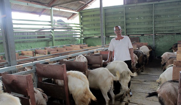 SIAP DILEGO: Mat Beken berada di tengah kambing-kambing miliknya yang siap dilego ke pasaran AZKAN/JE   