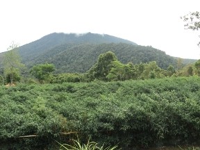 Kebun cabai di Kabupaten Kerinci yang juga memasok cabai ke Kota Jambi