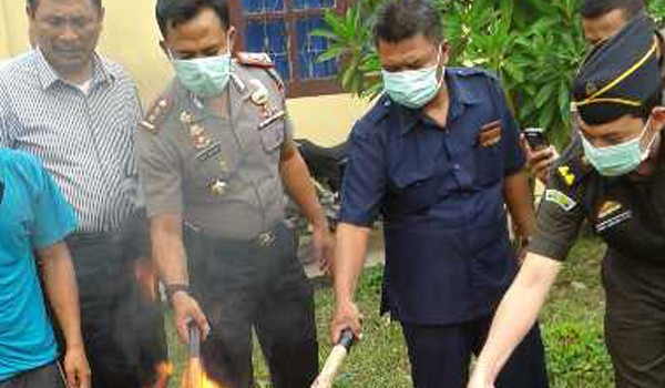 <b>Foto:</b> kepolisian Polres Sarolangun musnahkan Tangkapan narkotika jenis daun ganja kering seberat 1 kilo gram (kg)