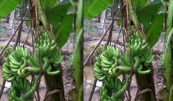 Satu batang pisang berbuah tiga tandan pisang