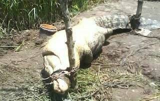 Buaya yang memangsa seorang anak berhasil ditangkap warga
