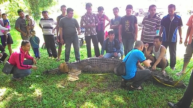 Buaya Raksasa Yang Ditangkap Di Rimbo Ulu Tebo Sempat Ngamuk Dan Menyerang Warga