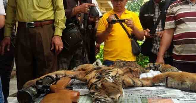 Penjual Kulit Harimau Dengan Tersangka Pensiunan PNS Dan Dua Warga Batanghari Diserahkan Ke Jaksa