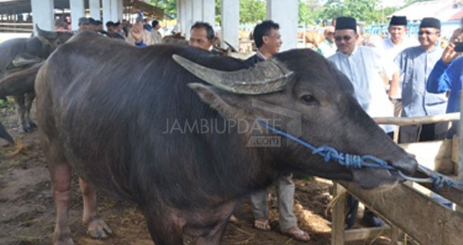 Stock hewan kurban di Pasar Ternak yang berada di PAL V.