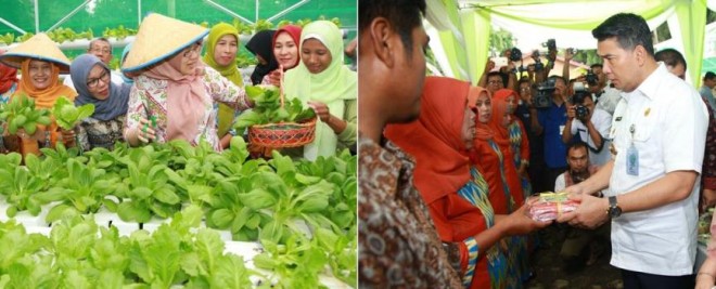 Ibu Walikota Jambi Ny Yulianan Fasha dan Walikota Jambi SY Fasha saat acara panen lele dan sayuran hidroponik