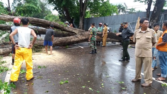 Pohon beringin tua yang tumbang akibat angin kencang sore tadi (10/2).
