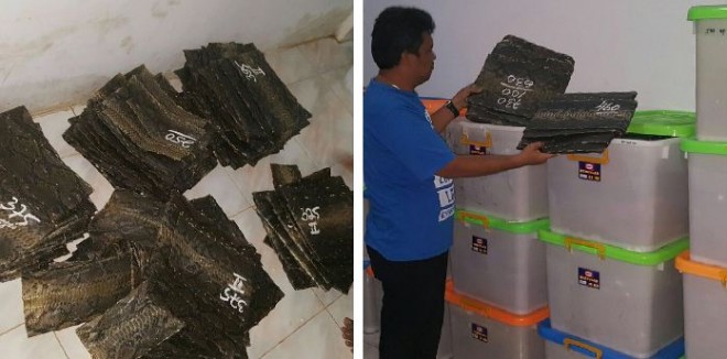 Barang bukti kulit ular yang disita polisi