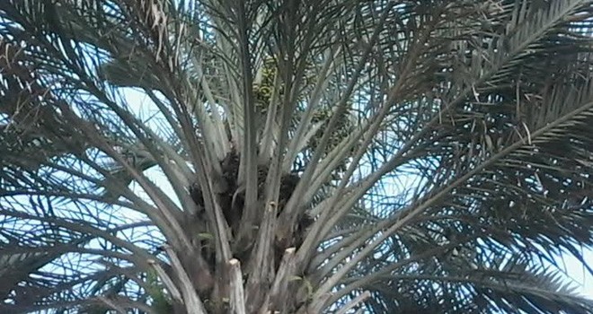 Pohon kurma yang sudah berbuah di Jambi Selatan