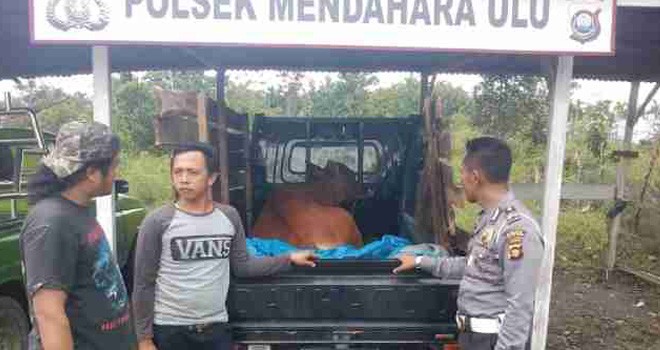 Barang bukti seekor sapi yang diamankan aparat kepolisian.