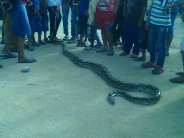 Ular Sanca yang ditangkap warga Kerinci.