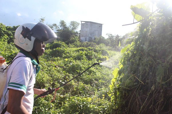 Petugas dari DPKP Bidang Pertanian Tanaman Pangan dan Holtikultura menyemprot racun serangga di belakang rumah warga, yang diduga menjadi sarang ulat bulu tersebut. Foto: Veri Sakal/Bontang Post