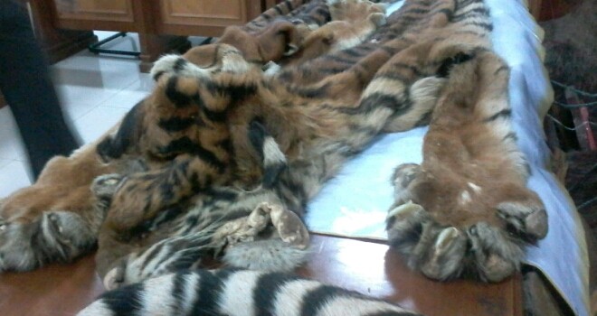 Kulit Harimau yang berhasil di amankan Polda Jambi.