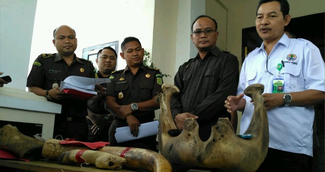  Kejari Tebo saat menyerahkan lansung barang bukti gading gajah kepada BKSDA