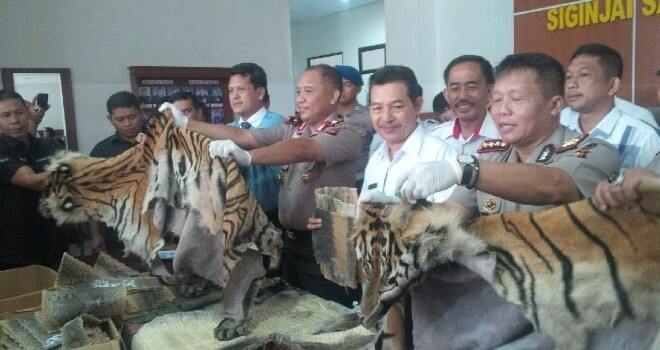 Jumpa Pers Polda Jambi yanh mengamankan 2 Kulit Harimau Sumatera dan 3 Kulit Buaya.
