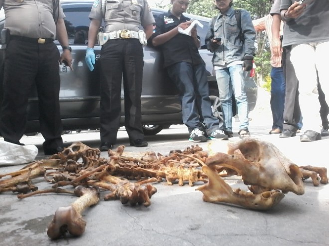 Tulang harimau yang diamankan polisi saat razia di Buluran tadi pagi.
