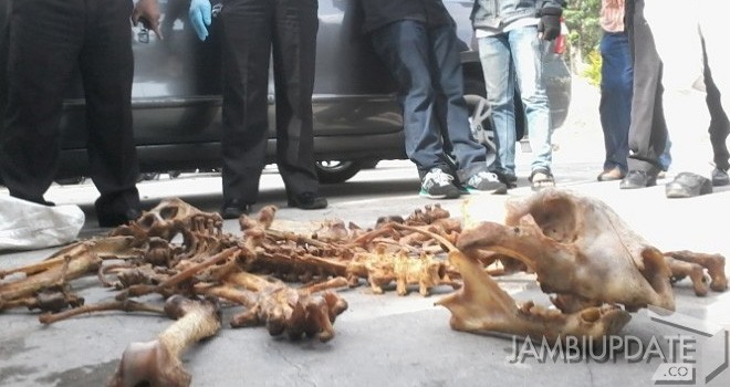 Tulang harimau yang diamankan polisi saat razia di Buluran, Telanaipura, Jambi.