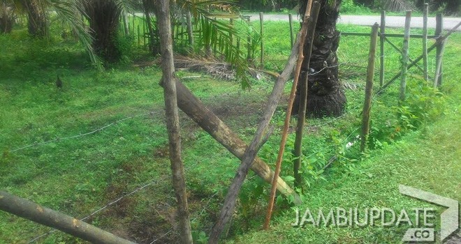 kandang sapi milik Istiqomah yang digondol maling.
