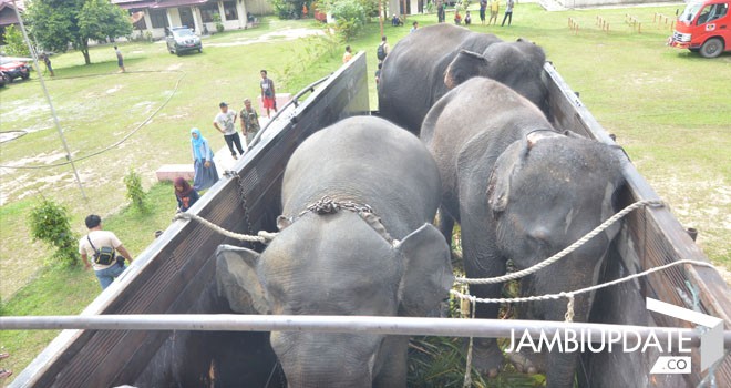 Gajah jantan saat di evakuasi oleh BKSDA Provinsi Jambi.