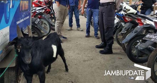 Terlihat 1 ekor kambing sebagai barang bukti.