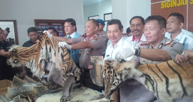 Dua kulit harimau yang diamankan di Polda Jambi.