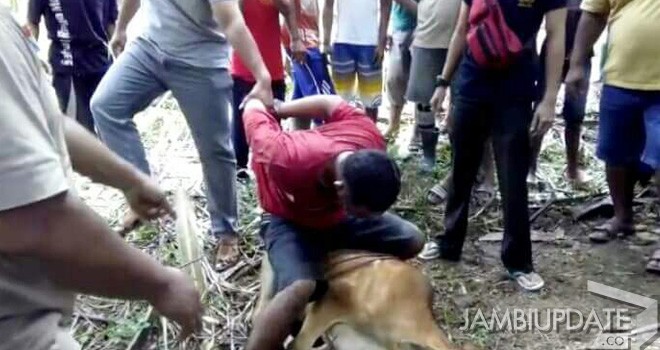 Alek Muhari, pencuri sapi yang babak belur di hajar massa.