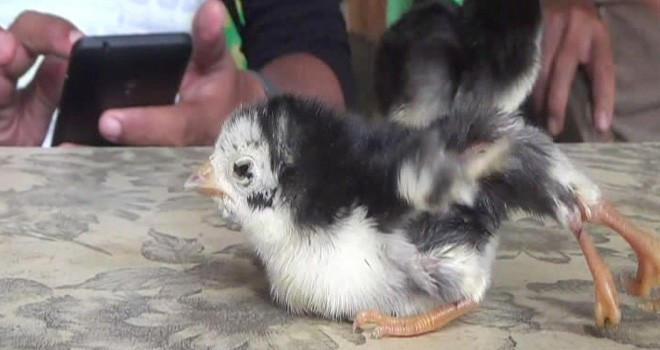Anak ayam kaki empat. Foto: dok.JPNN