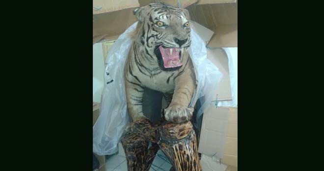 Barang bukti offset harimau yang berhasil diamankan Polres Sarolangun.