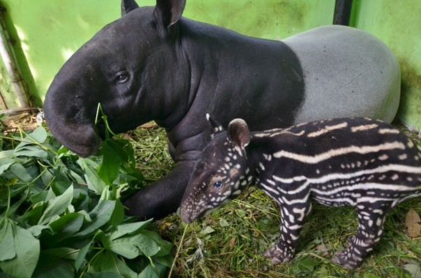 Induk dan anak Tapir di Kebun Binatang Taman Rimba Jambi.