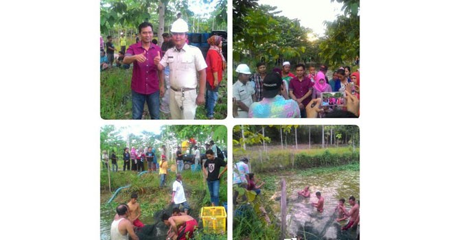 Abun Yani saat panen ikan bersama warga.