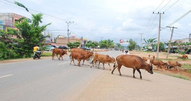 Ilustrasi sapi berkeliaran dijalan. Dok. Jambiupdate.co