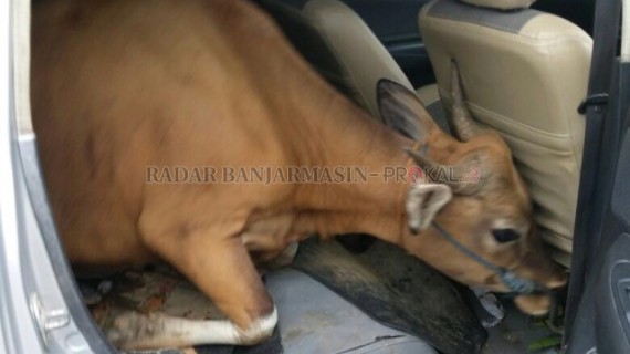 Seekor sapi yang disekap maling di dalam mobil yang berhasil diamankan aparat. Foto: Ipda Made Terry Satria for Radar Banjarmasin
