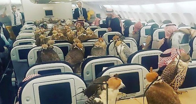 Elang mau pergi ke Jeddah. Ahmed Yasar via BBC