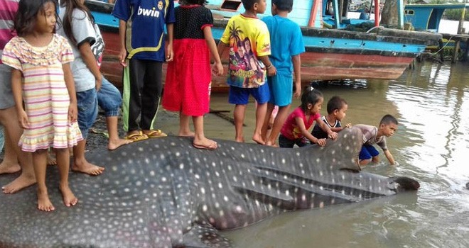 Warga menyaksikan hiu paus yang sudah mati karena terjaring pukat nelayan di perairan Selakau, Sambas, Kalbar. (Netizen for Rakyat kalbar)