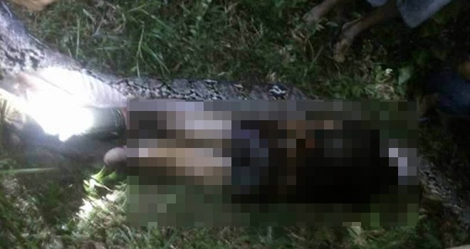 Akbar (25) ditemukan tewas ditelan ular piton.