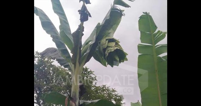 Pohon pisang yang berjantung mirip jagung.