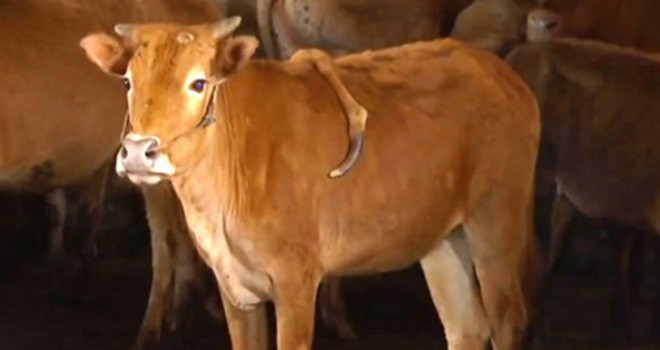 Sapi berkaki lima. Foto : AsiaWire via Metro