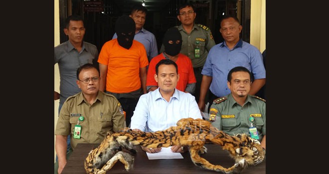 Satreskrim Polres Bungo, bersama BKSDA Provinsi Jambi berhasil mengamankan dua orang pelaku pemburu serta penjual kulit harimau sumatera.
