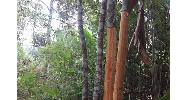 Terlihat kulit manis petani yang sudah dicuri.