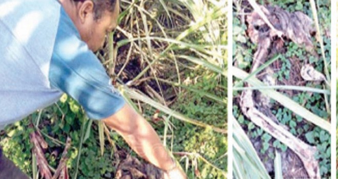Tengkorak kepada manusia dan tulang kaki yang ditemukan warga.