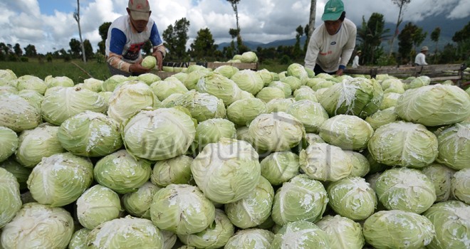 Petani mengumpulkan sayur kol hasil panen di lahan pertanian Koto Panjang, Kayu Aro, Kerinci, Jambi.