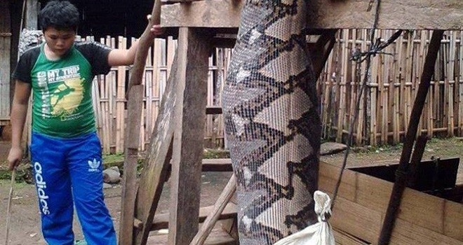 Penampakan ular piton yang ditangkap warga (Iwan Irawan/Sumatera Ekspres/JPG)