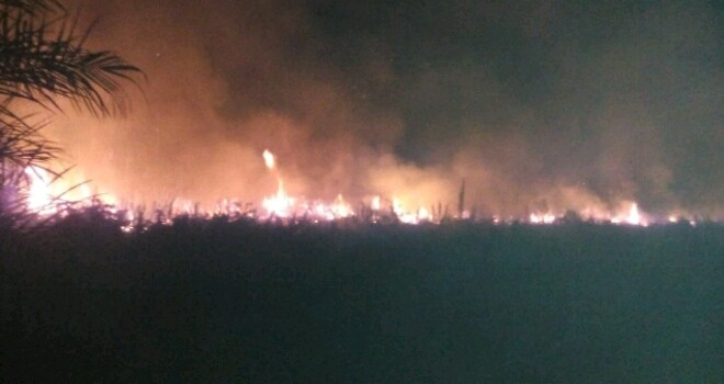 5 Hektar Lahan di Tanjabtim yang Terbakar.