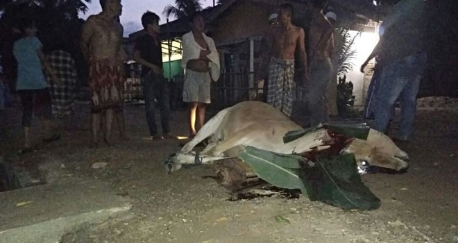 Sapi milik warga di Dusun Sungai Lilin Kampung Payo Gedang, Kecamatan Tanah Sepenggal Lintas, Bungo diracuni oleh kawanan pencuri.