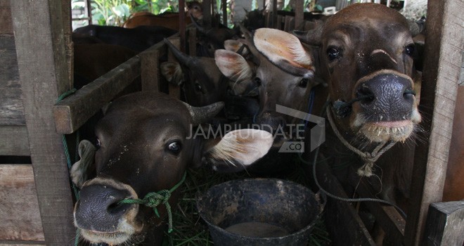 Target program Asuransi Usaha Ternak Sapi (AUTS) di Wilayah Provinsi Jambi meleset