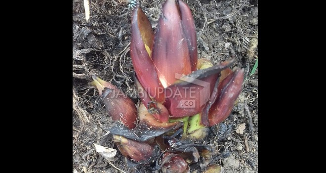 Jantung Pisang Bercabang 13.