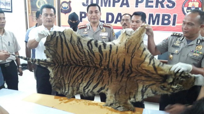  Satu lembar kulit harimau yang diamankan Personil Subdit IV Ditreskrimsus Polda Jambi.