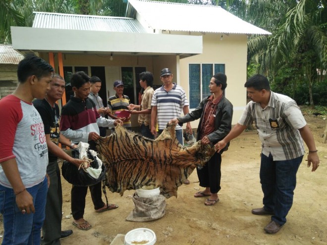 Kulit dan tulang harimau yang berhasil diamankan.