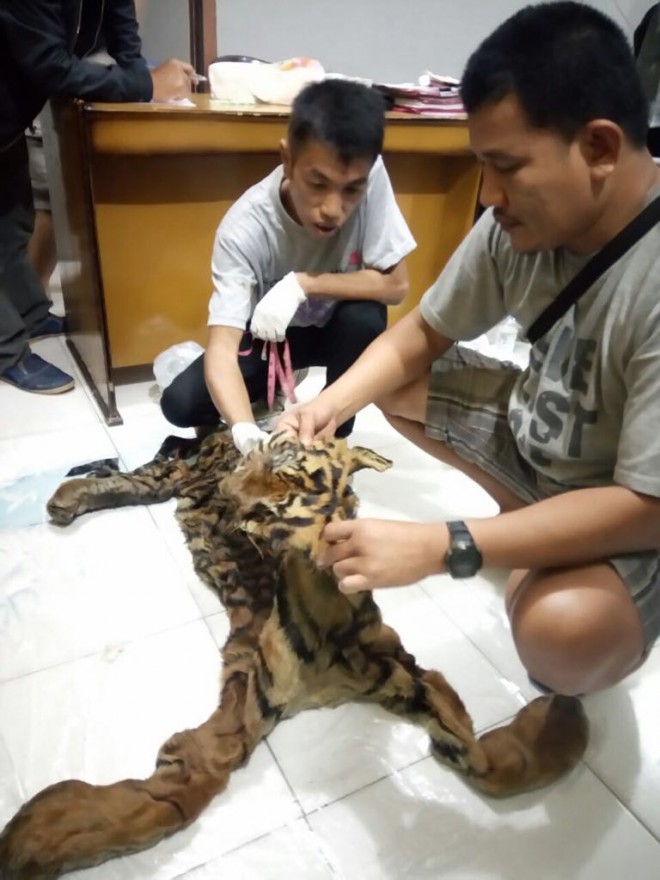 Kulit harimau yang diamankan anggota Polres Merangin.
