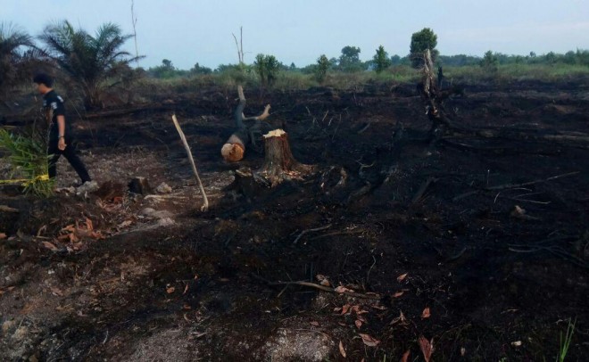 Pembakar Lahan di Betara Dibekuk Polisi.